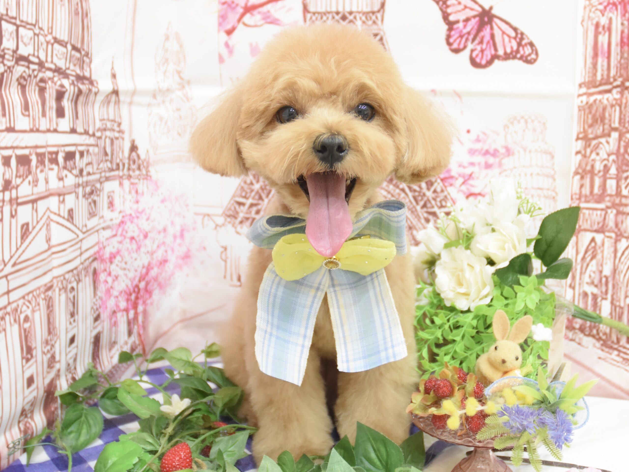 チワワ・トイプードル・ミックス・ヨークシャーテリア・マルチーズのシャンプーカット