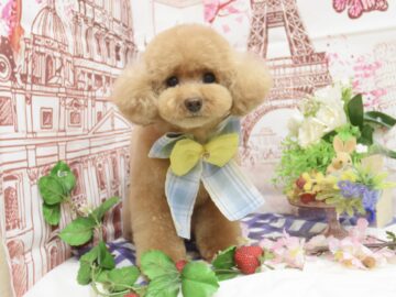 ミックス・トイプードルのシャンプーカット