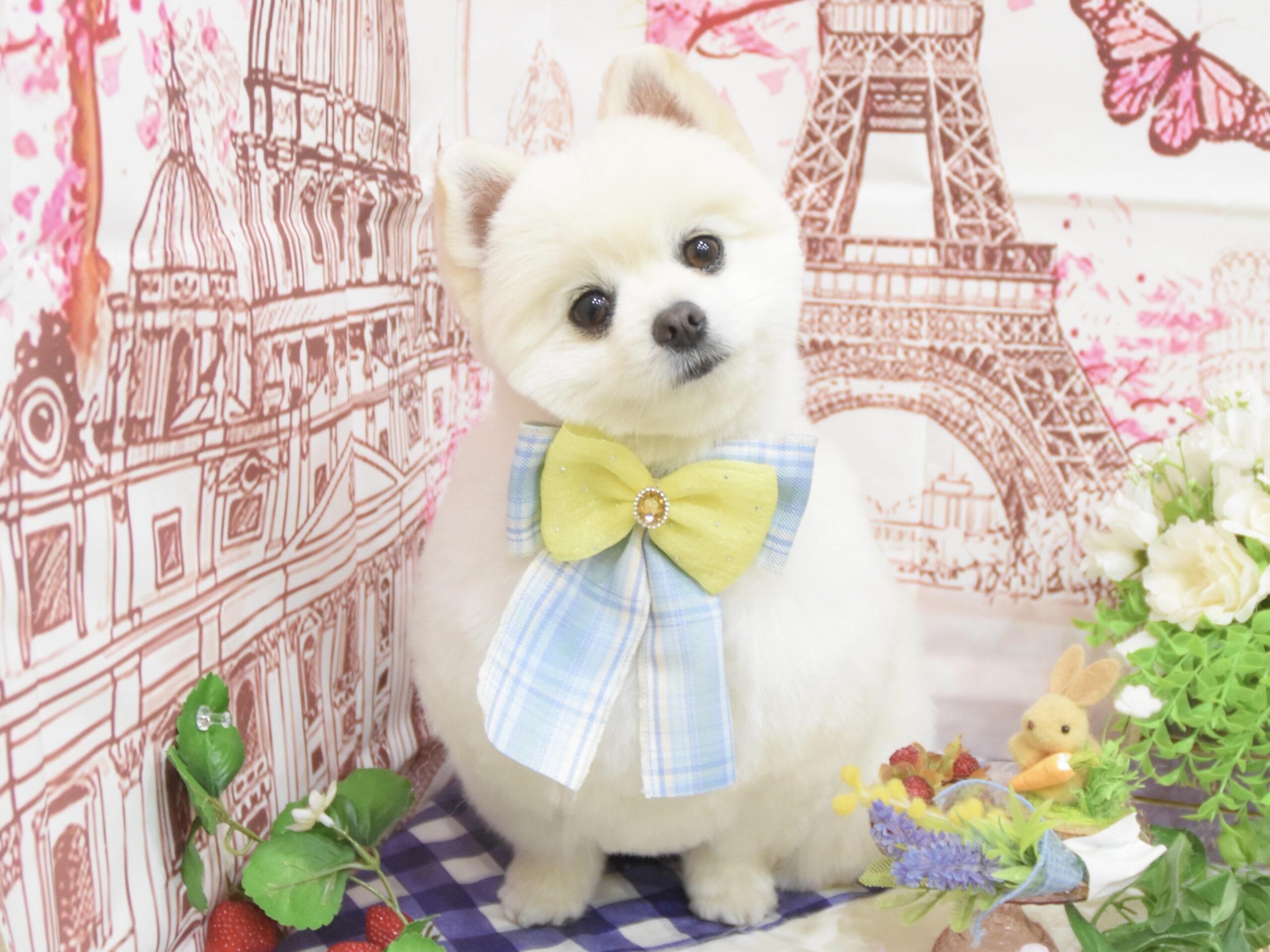 トイプードル・ポメラニアン・ビションフリーゼのシャンプーカット