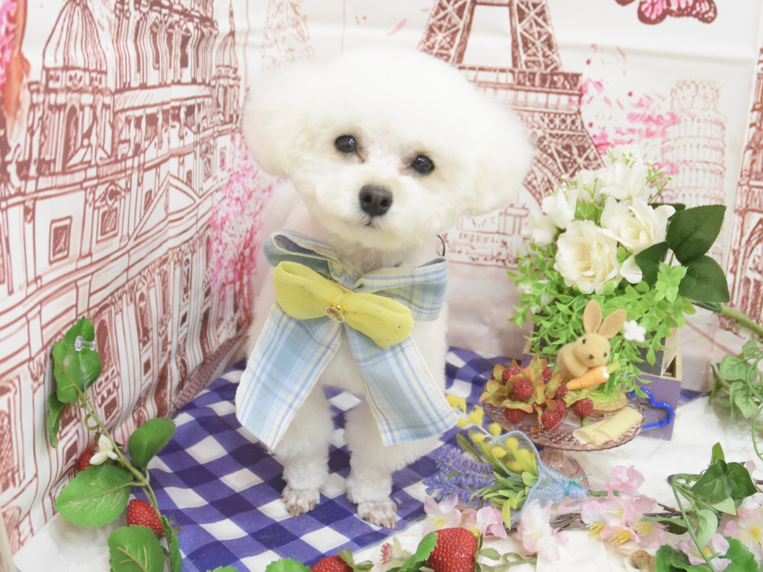 ウエスティ・ミックス・チワワ・ヨーキー・プードル・ダックスのシャンプーカット