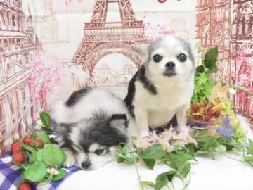 トイプードル・チワワ・シュナウザーのシャンプーカット