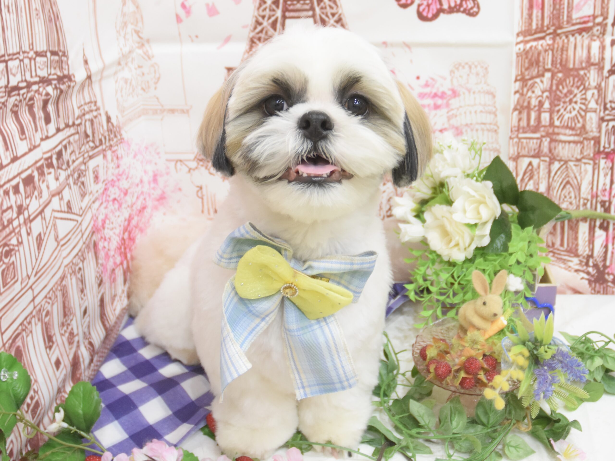 トイプードル・チワワ・ポメラニアン・シーズーのシャンプーカット