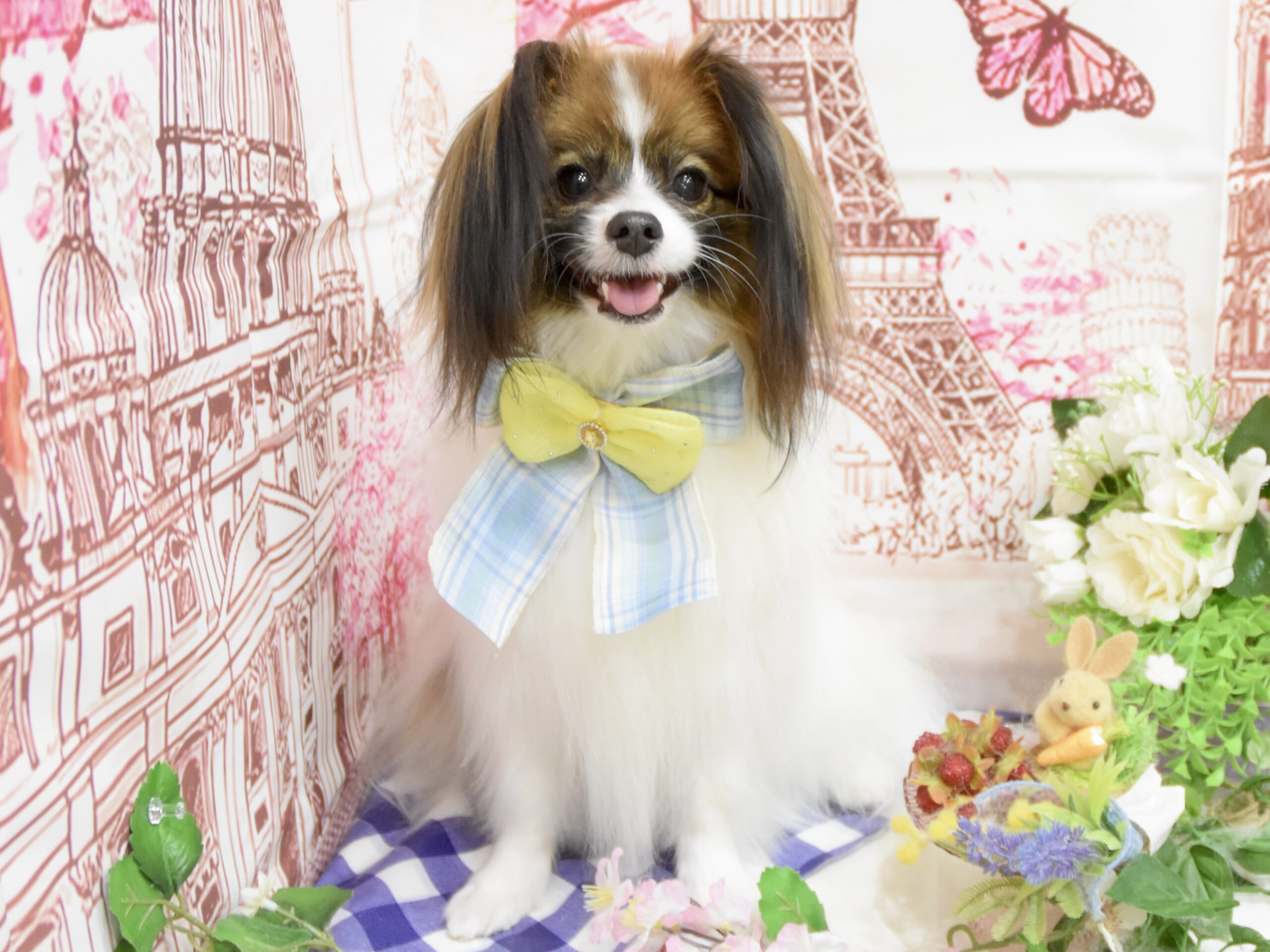 ミックス・パピヨン・チワワ・トイプードル・ビションフリーゼ・ペキニーズのシャンプーカット ミックス・パピヨン・チワワ・トイプードル・ビションフリーゼ・ペキニーズのシャンプーカット