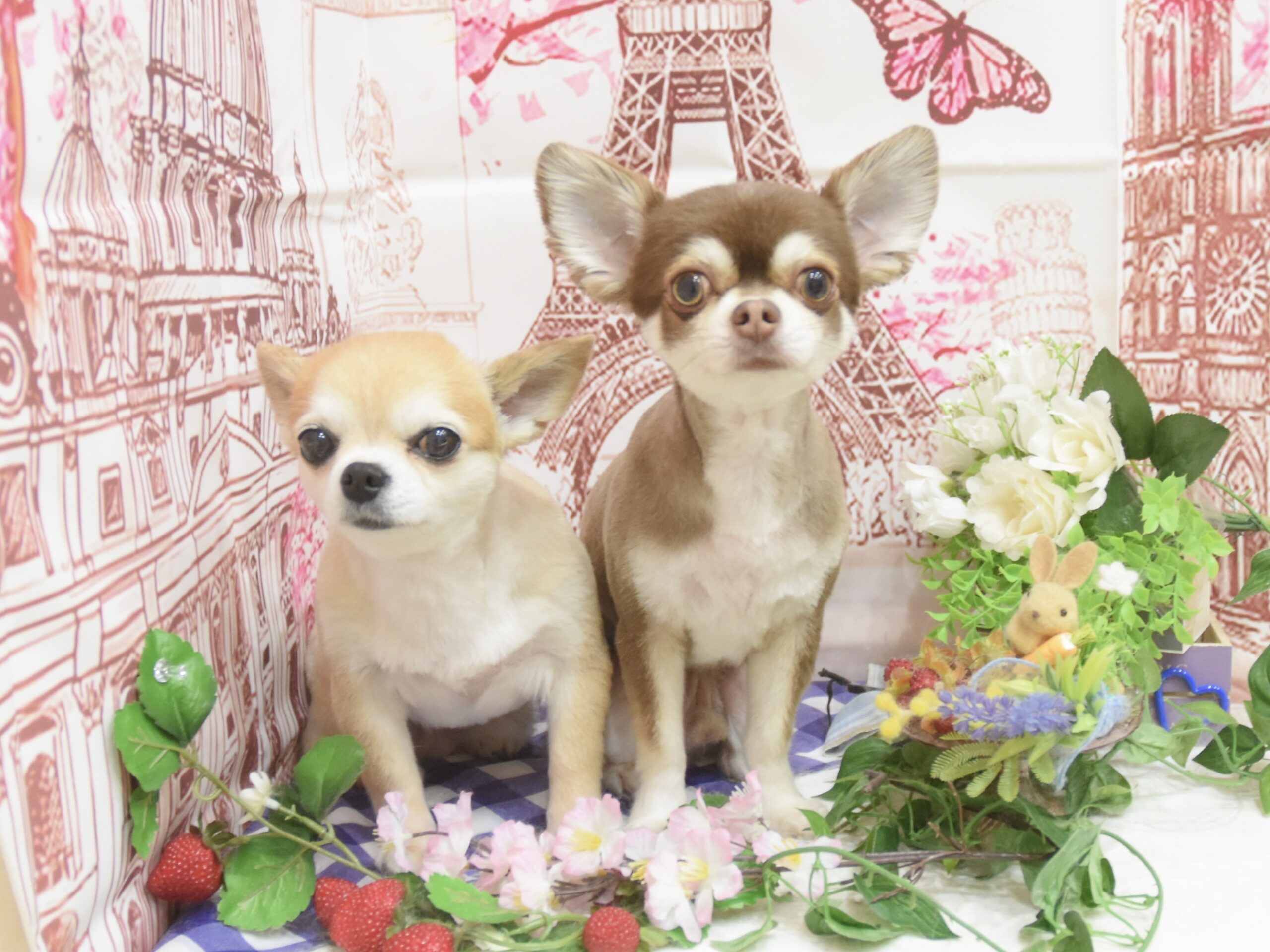 チワワ・ミックス・ダックス・トイプードル・パグ・ポメラニアンのシャンプーカット