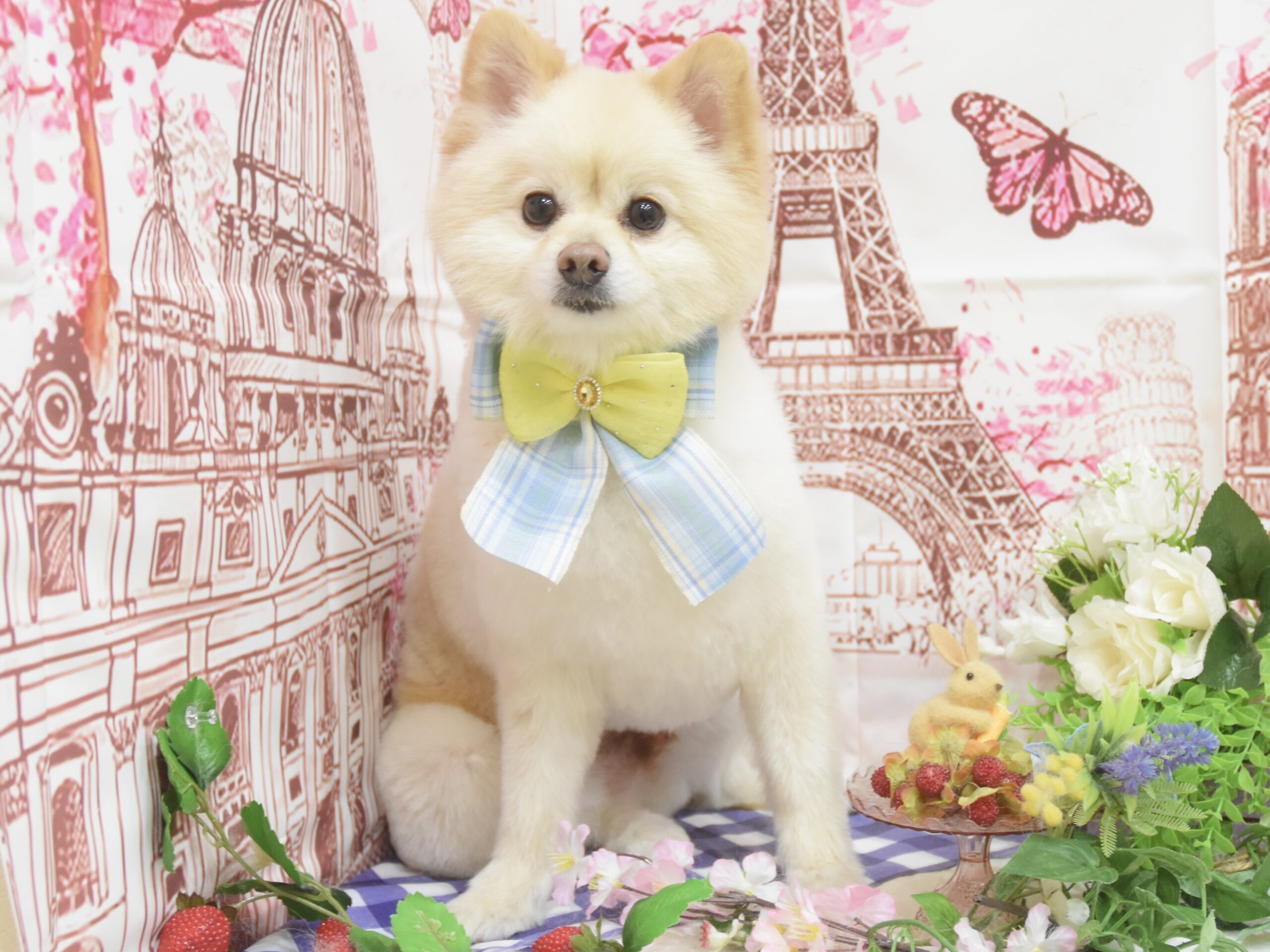 トイプードル・ポメラニアン・ミックスのシャンプーカット