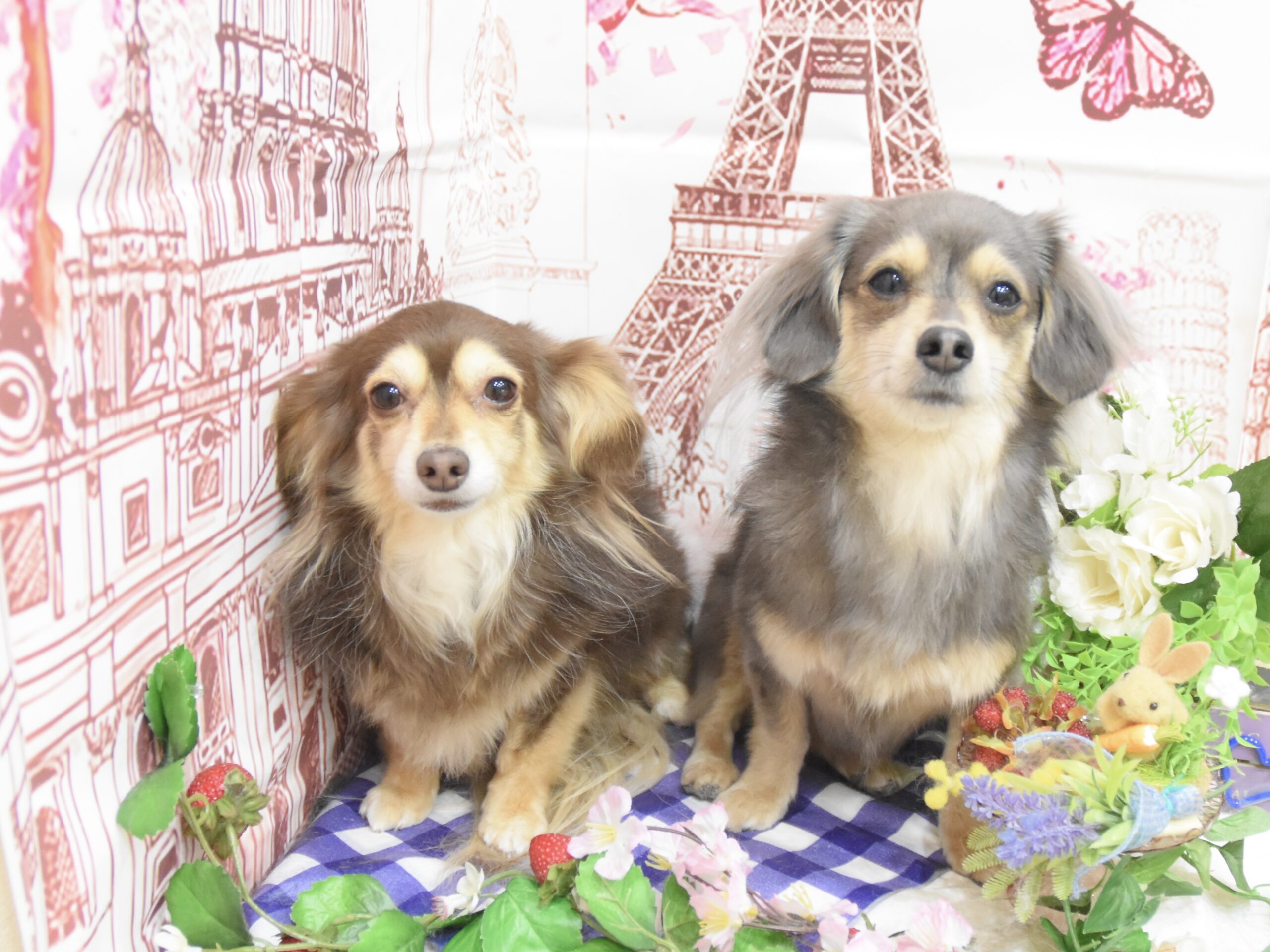 プードル・ペキニーズ・ミックス・シーズーのシャンプーカット