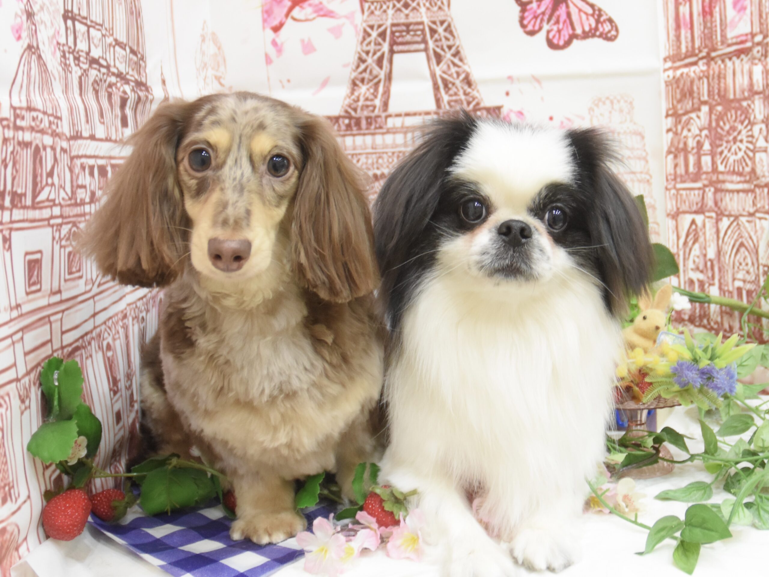 ミックス・ポメラニアン・ダックス・シーズー・トイプードルのシャンプーカット