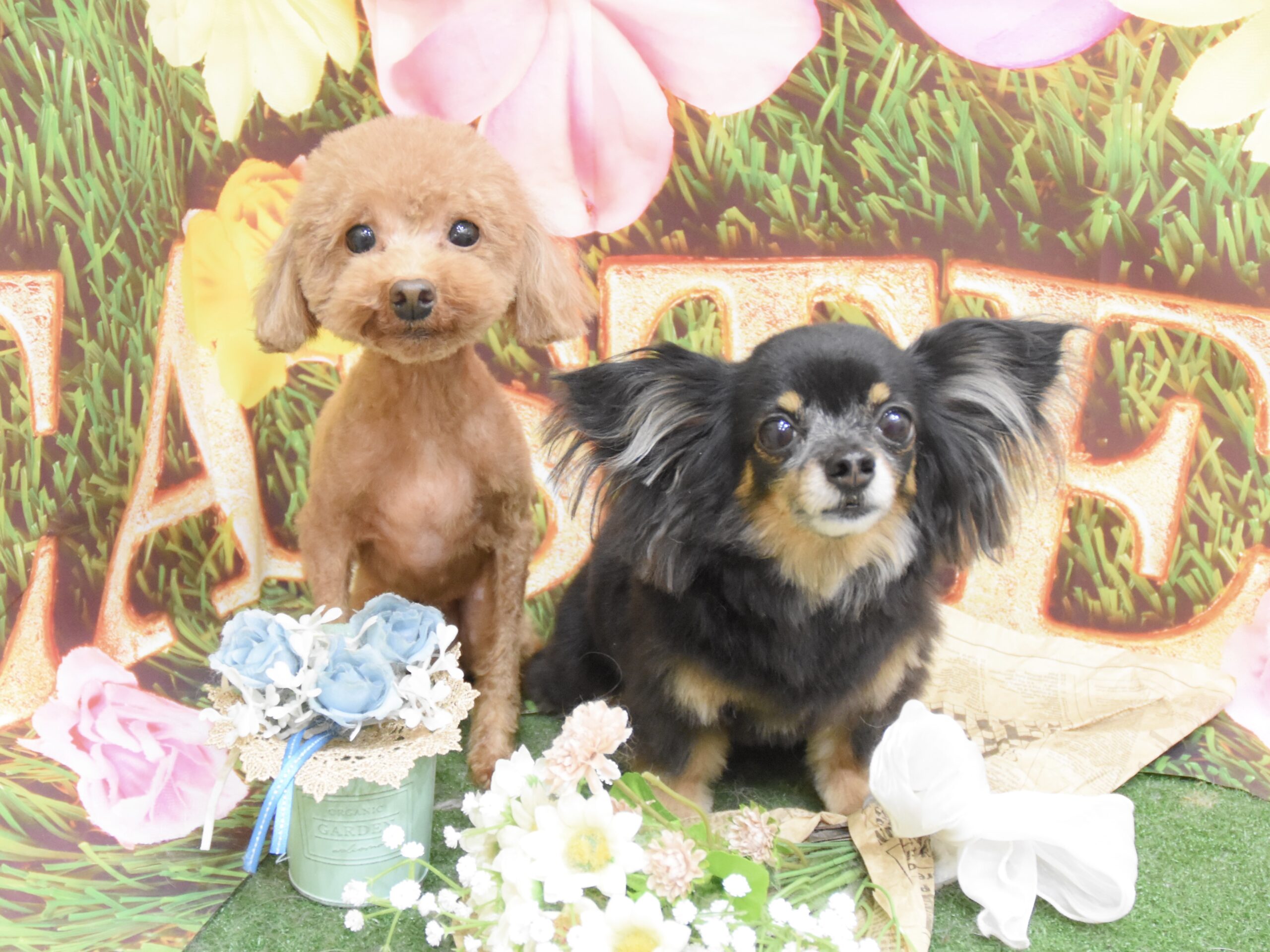 ミックス・シュナウザー・トイプードルのシャンプーカット