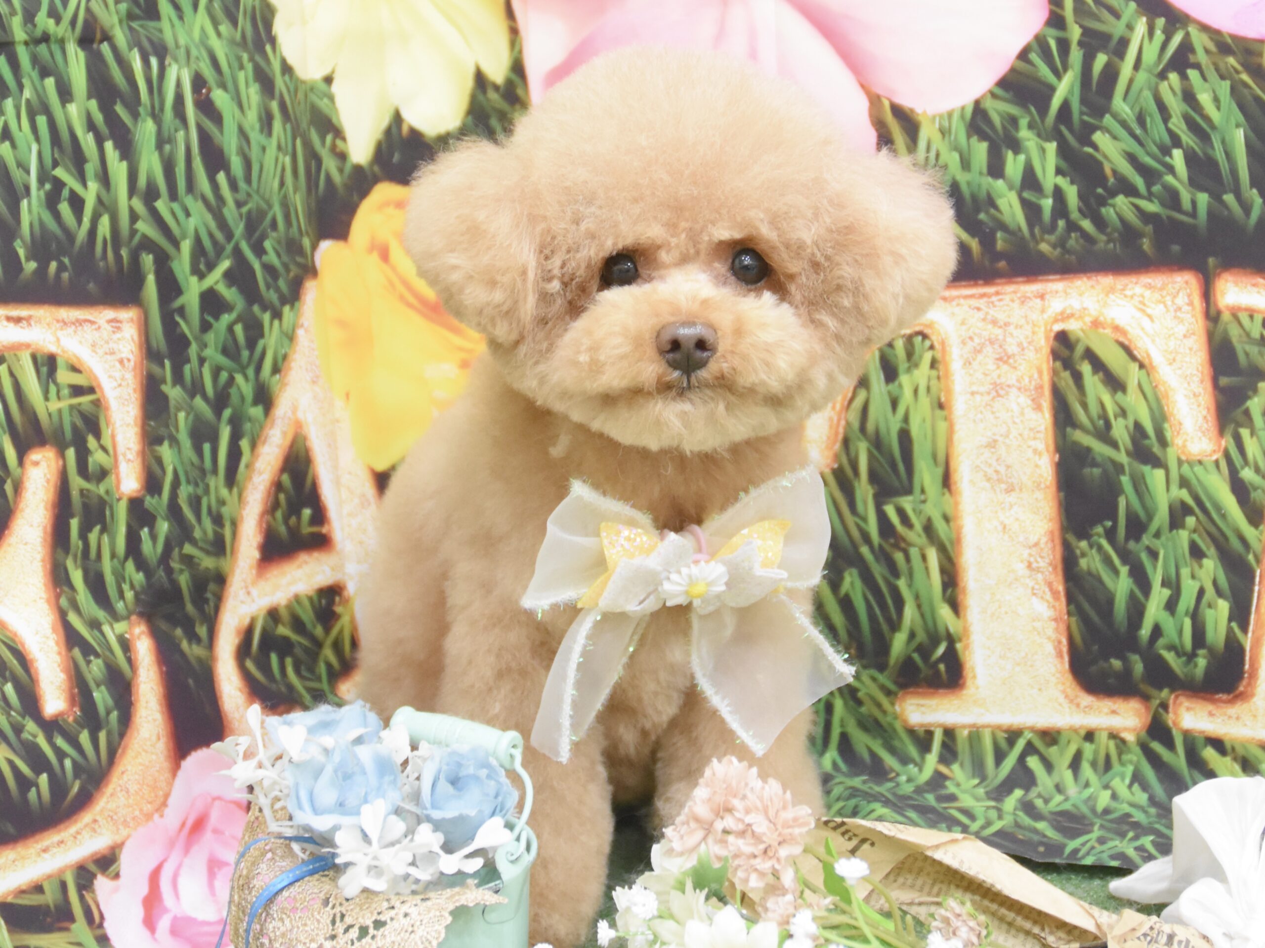 スピッツ・トイプードル・ペキニーズ・ビションフリーゼ・マルチーズのシャンプーカット