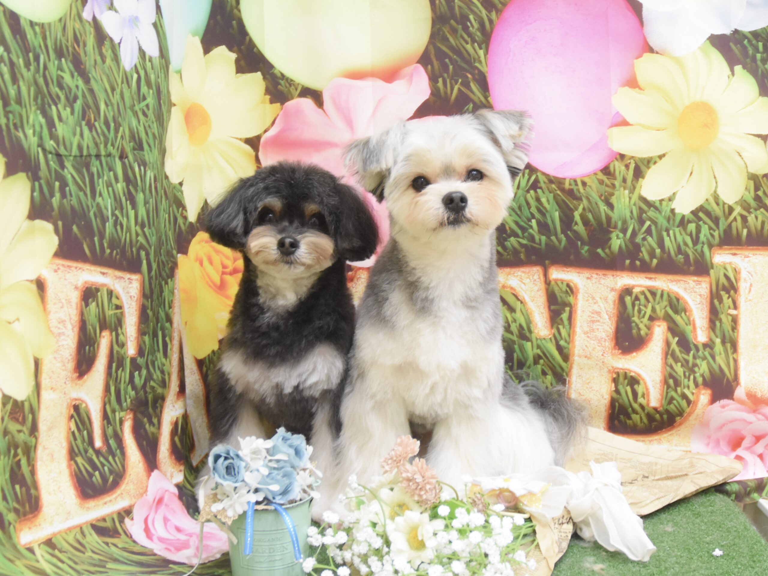 チワワ・ミックスのシャンプーカット