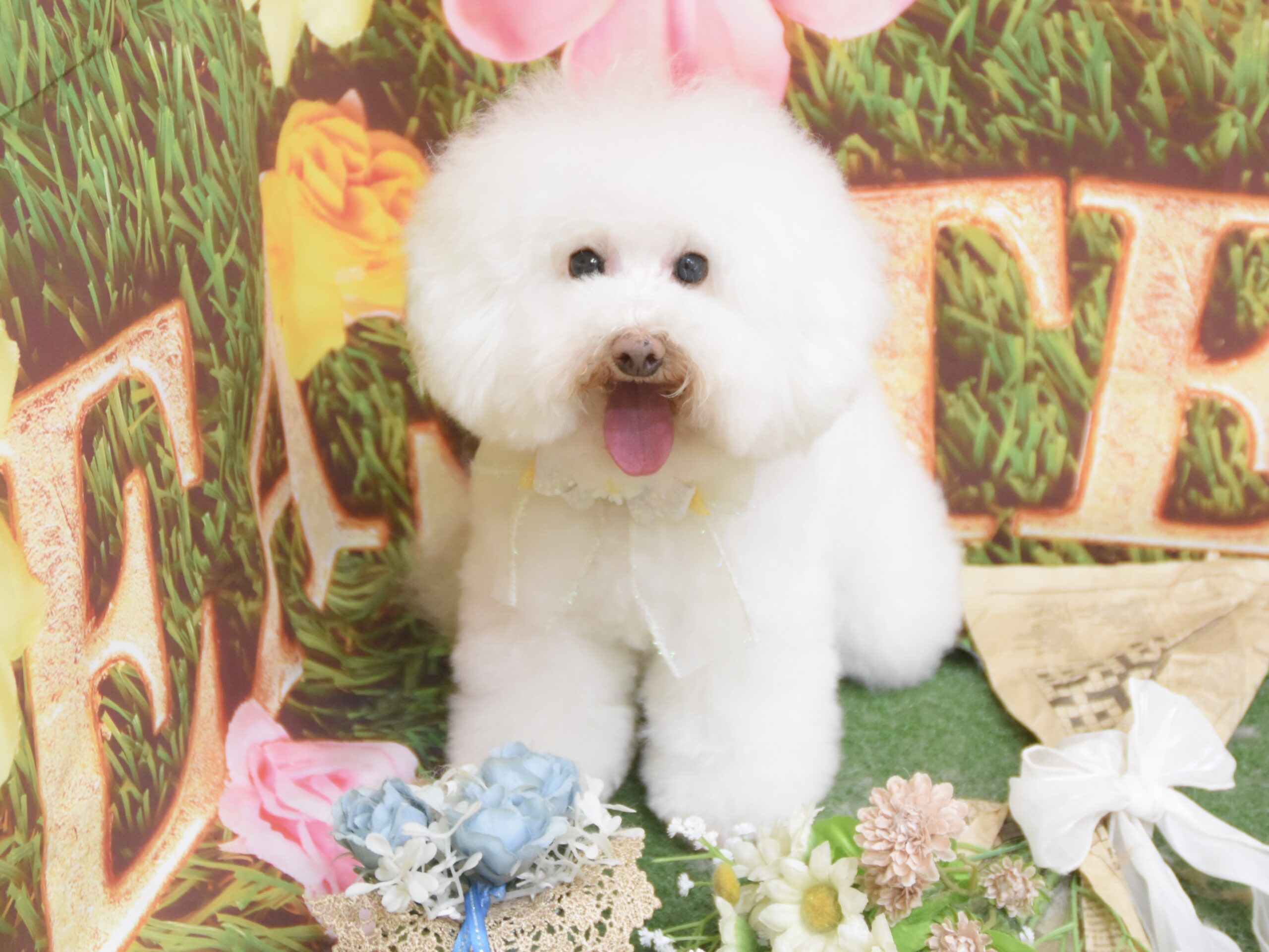 ペキニーズ・シーズー・プードル・キャバリア・ミックスのシャンプーカット