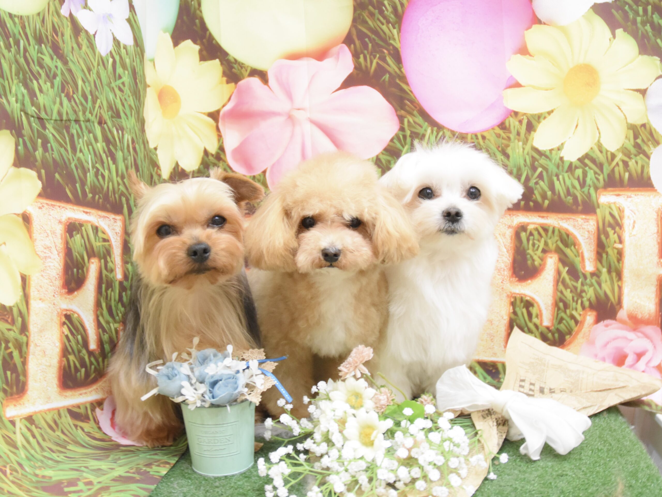 トイプードル・ヨーキー・ミックスのシャンプーカット