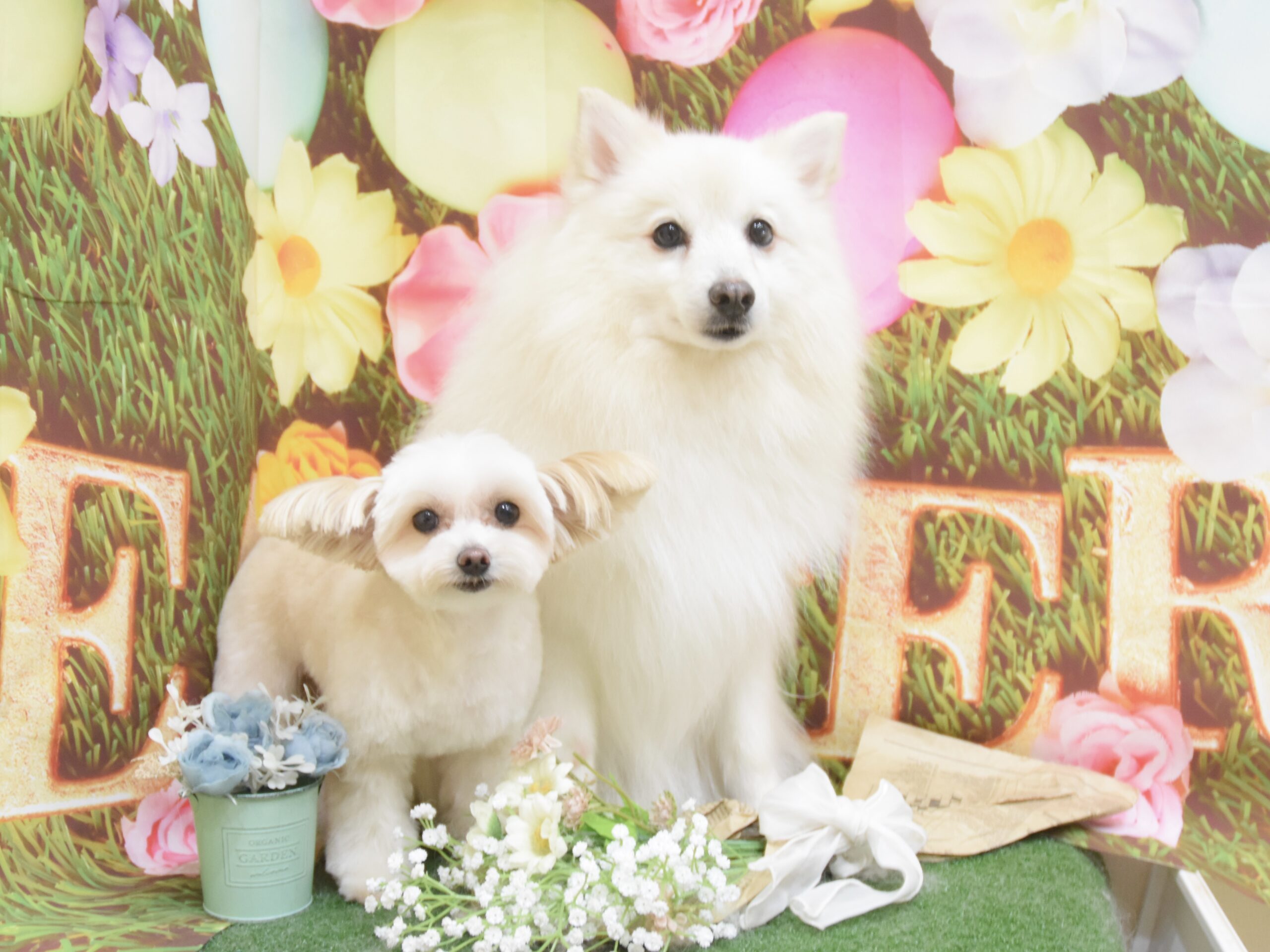 トイプードル・ミックス・スピッツのシャンプーカット