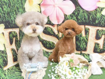 トイプードル・ポメラニアン・チワワ・ミックスのシャンプーカット