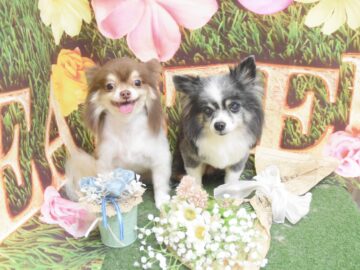 ダックス・ミックス・チワワのシャンプーカット