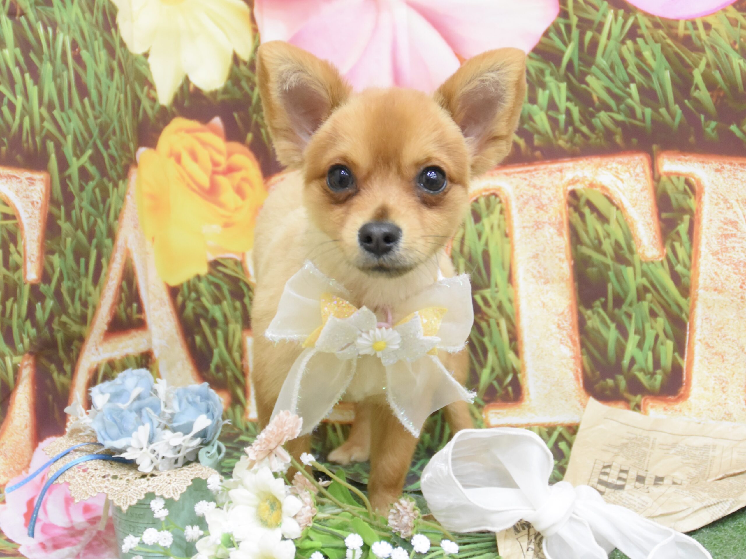 トイプード・ミックス・ダックス・ポメラニアンのシャンプーカット