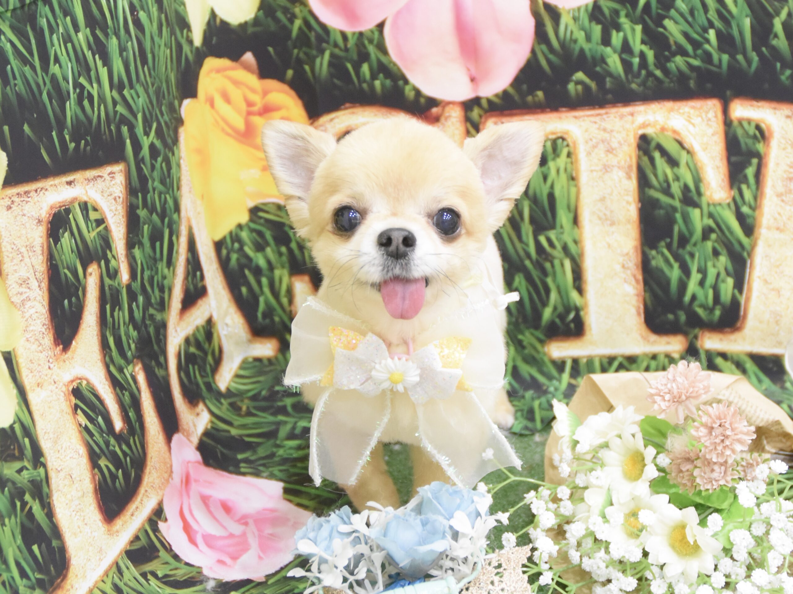 トイプードル・チワワ・シーズー・ポメラニアン・ミックスのシャンプーカット