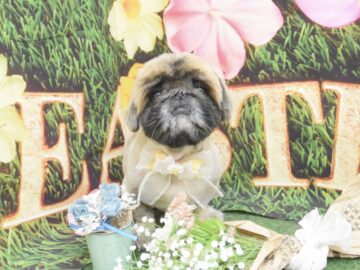 ポメラニアン・トイプードル・ビションフリーゼ・ミックス・ペキニーズのシャンプーカット