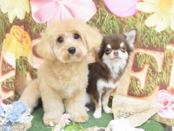 プードル・ミックス・チワワ・ビションフリーゼのシャンプーカット