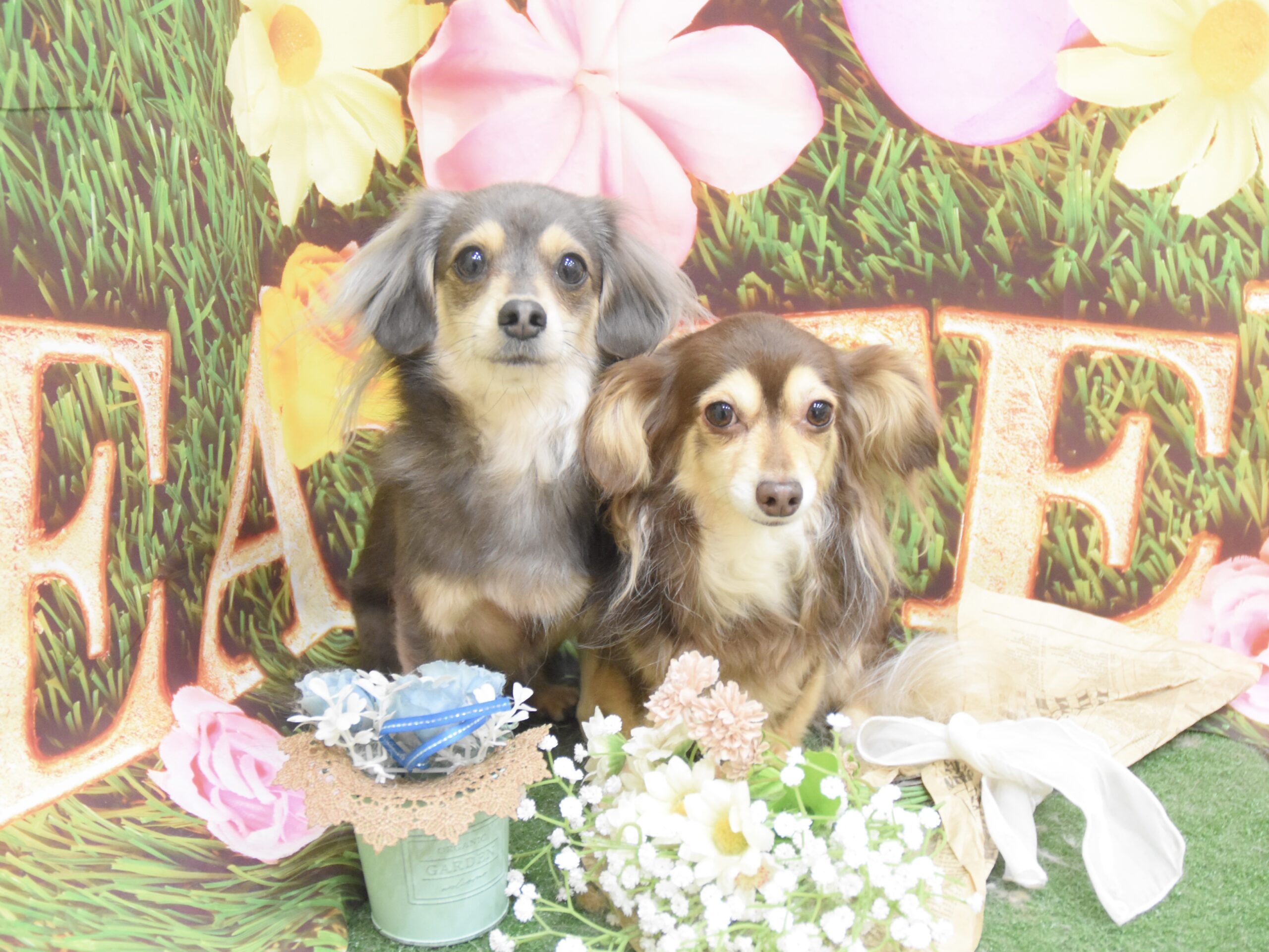 トイプードル・ミックス・チワワ・キャバリアのシャンプーカット