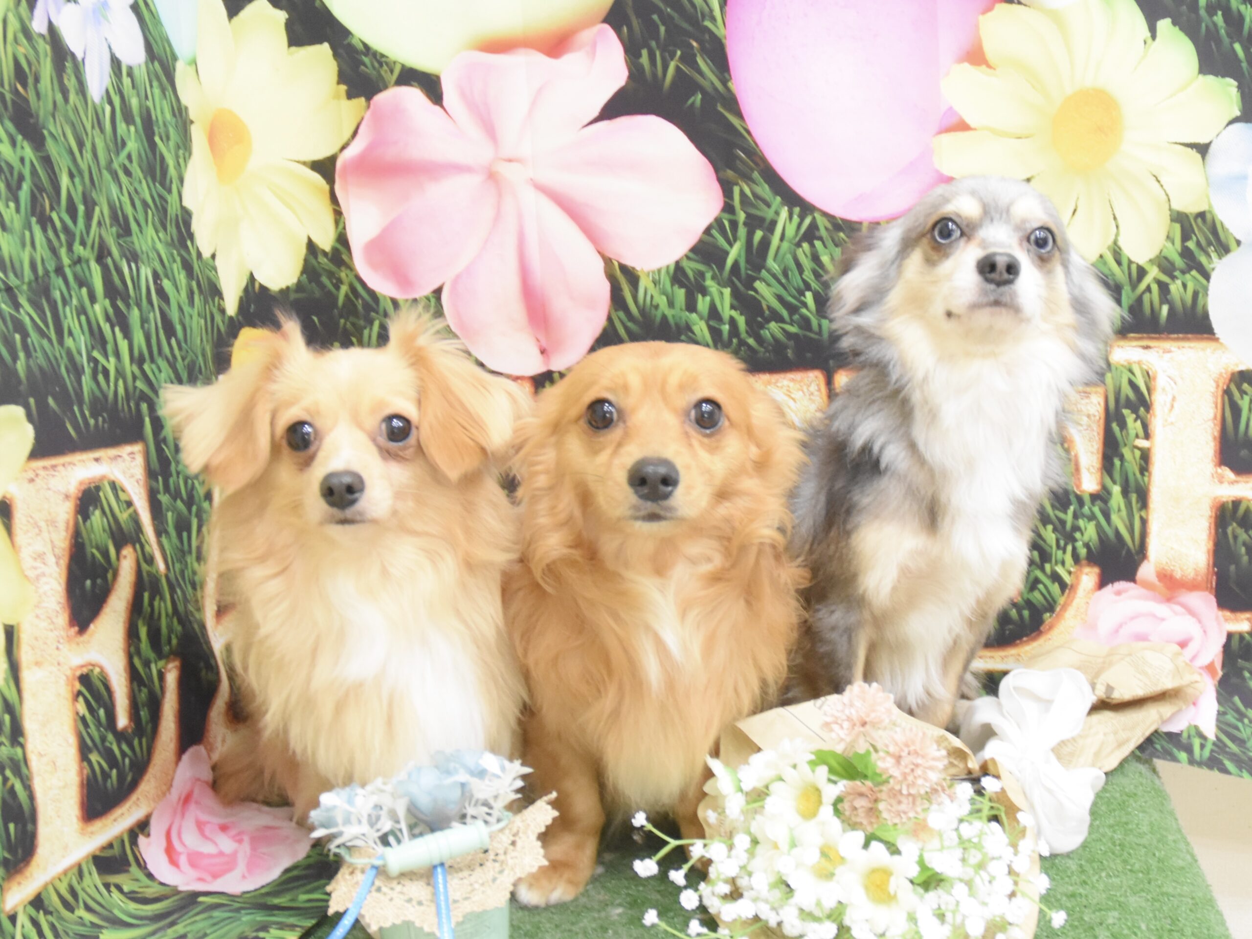 トイプードル・パピヨン・ミックスのシャンプーカット