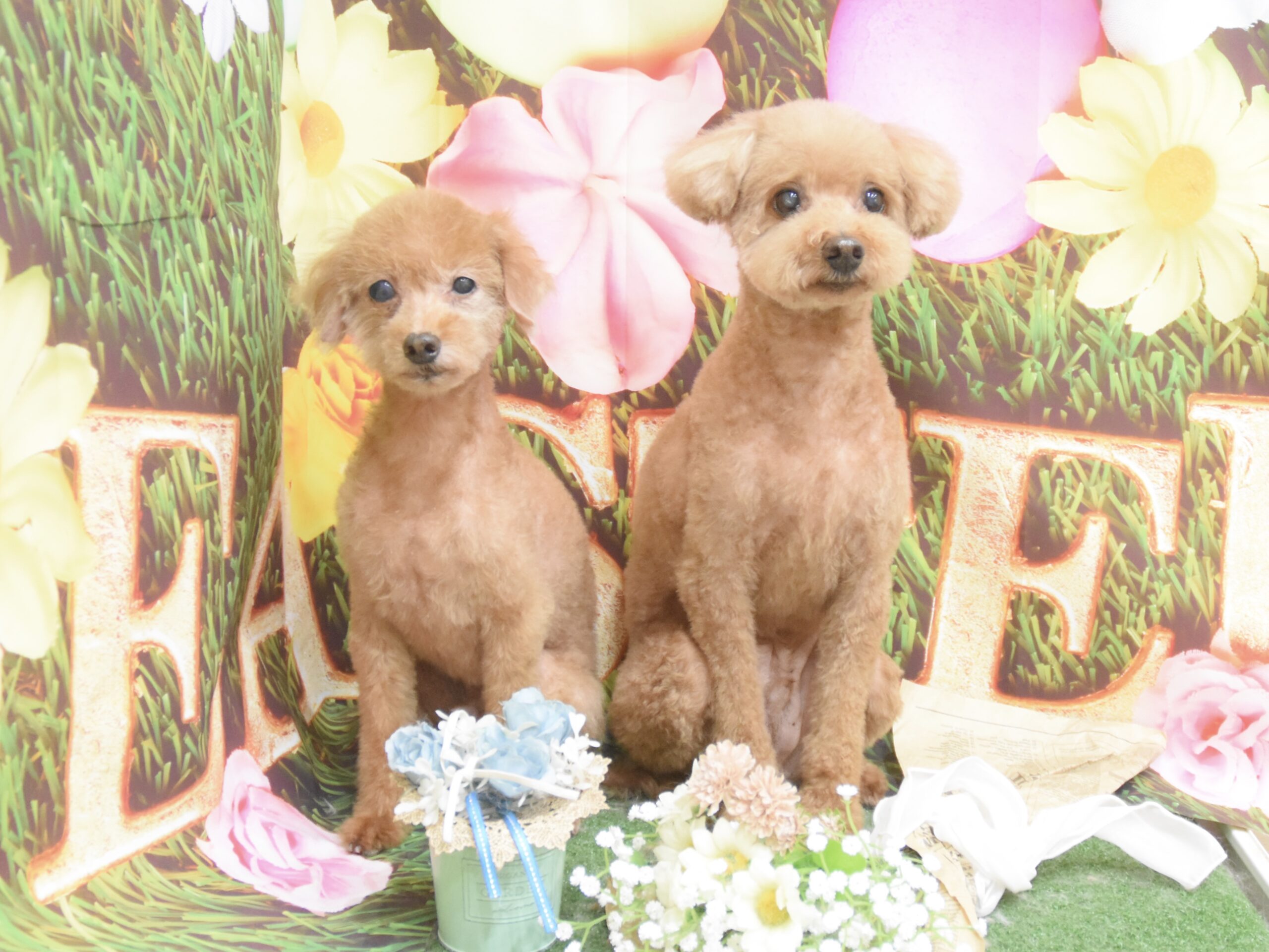 トイプードル・ビションフリーゼ・シーズー・ヨークシャーテリア・ミックス・チワワのシャンプーカット