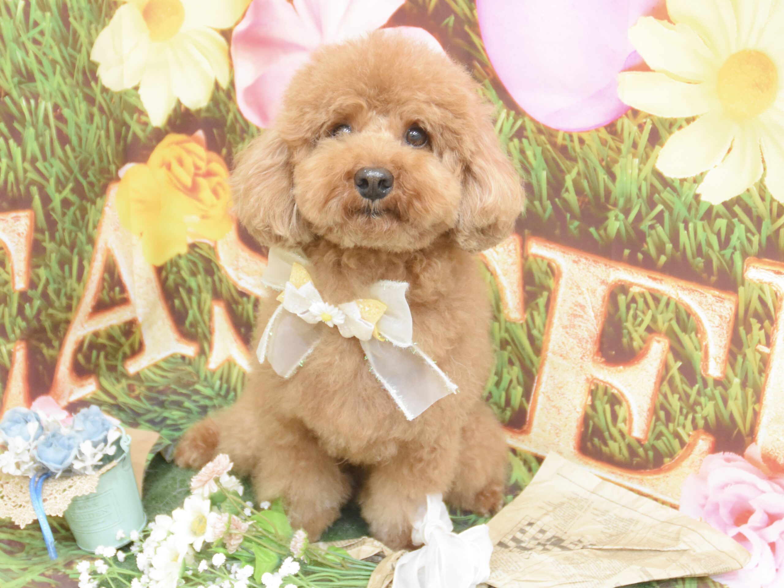 トイプードル・チワワ・ペキニーズ・キャバリアのシャンプーカット