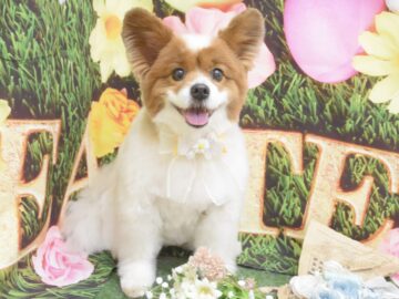 プードル・ミックス・パピヨン・シュナウザー・チワワのシャンプーカット