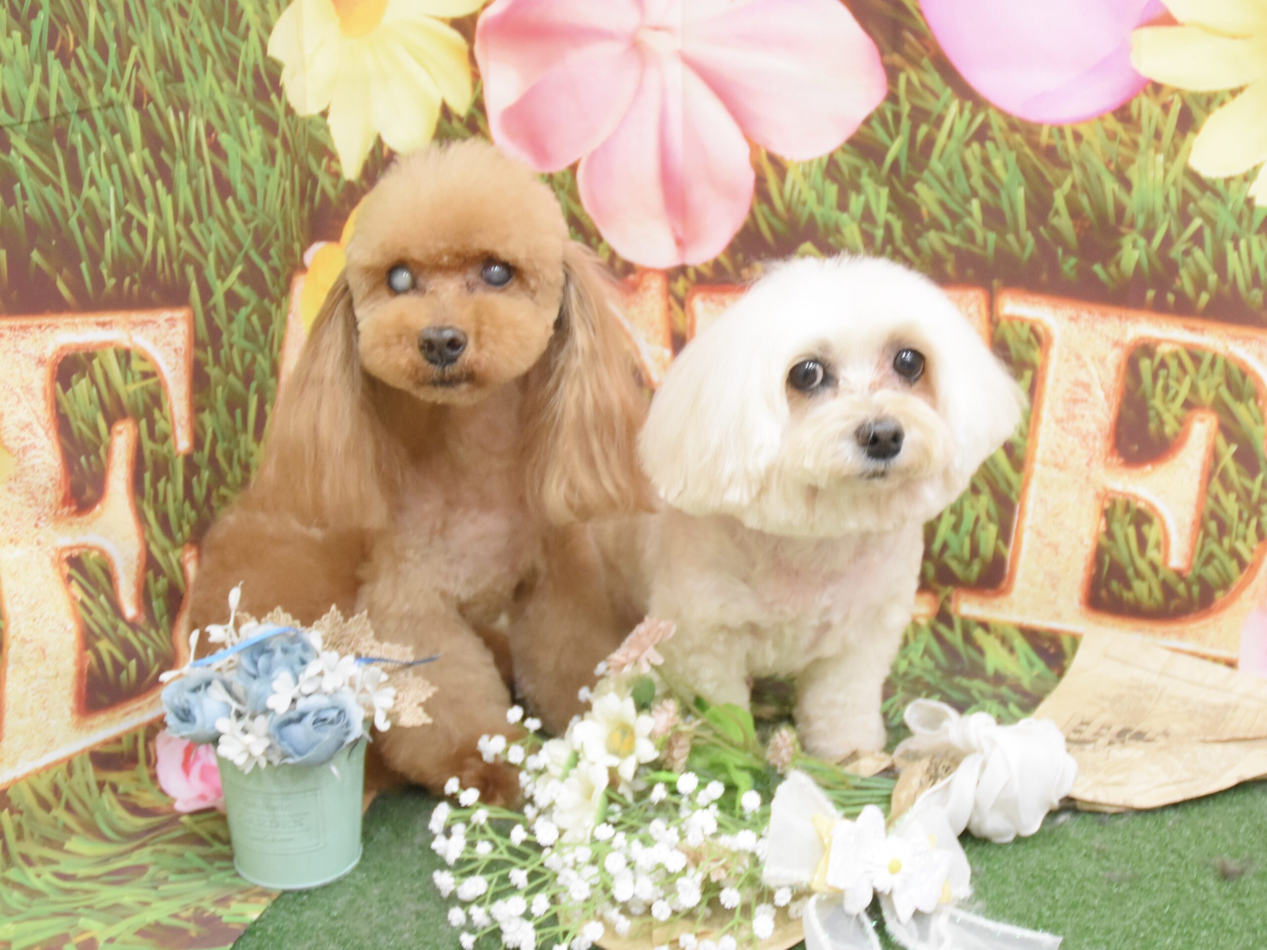 シュナウザー・ミックス・プードル・ペキニーズ・ポメラニアンのシャンプーカット