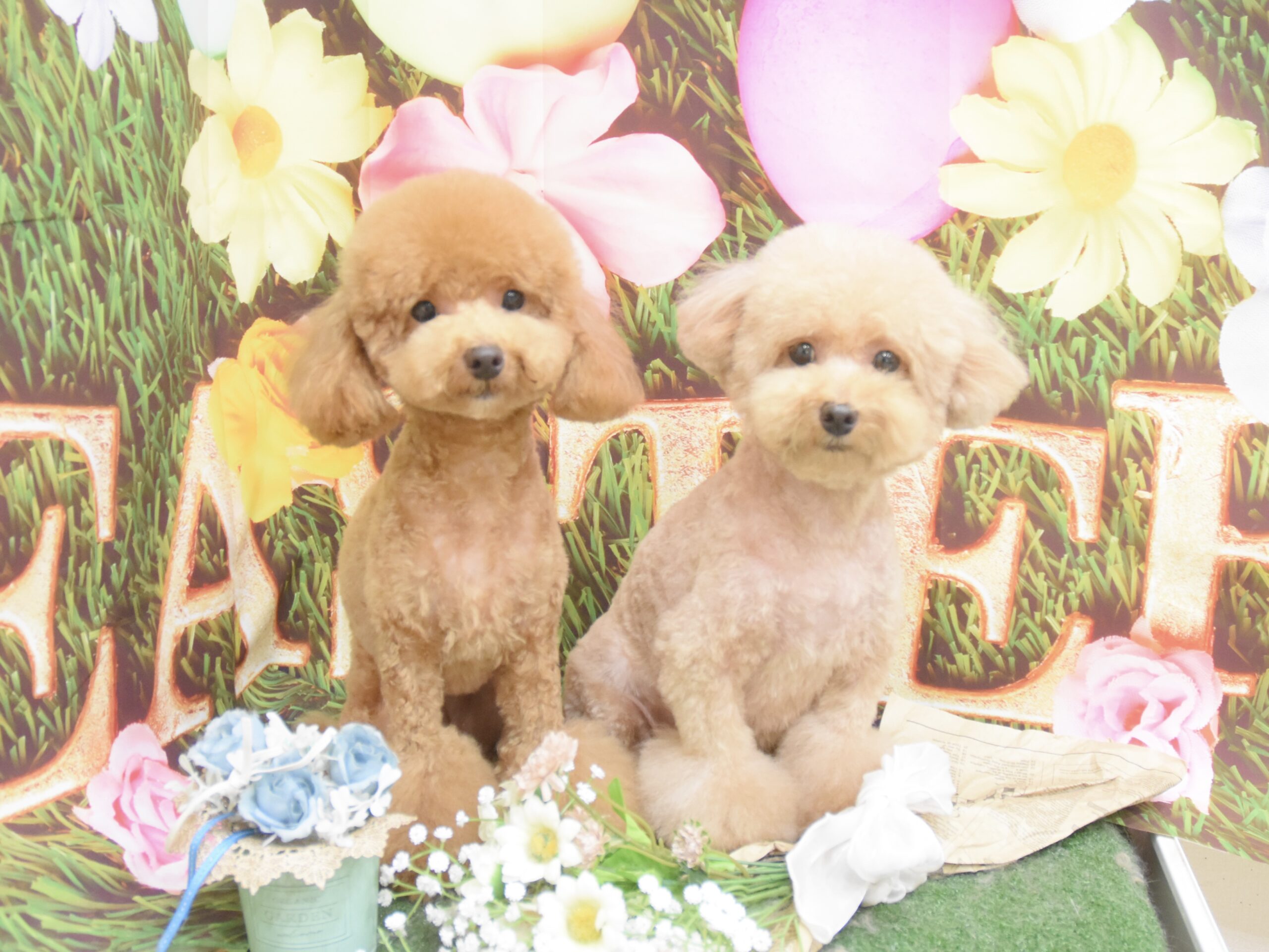 トイプードル・ダックス・ビションフリーゼ・シーズー・チワワ・ペキニーズ・ミックス・マルチーズのシャンプーカット