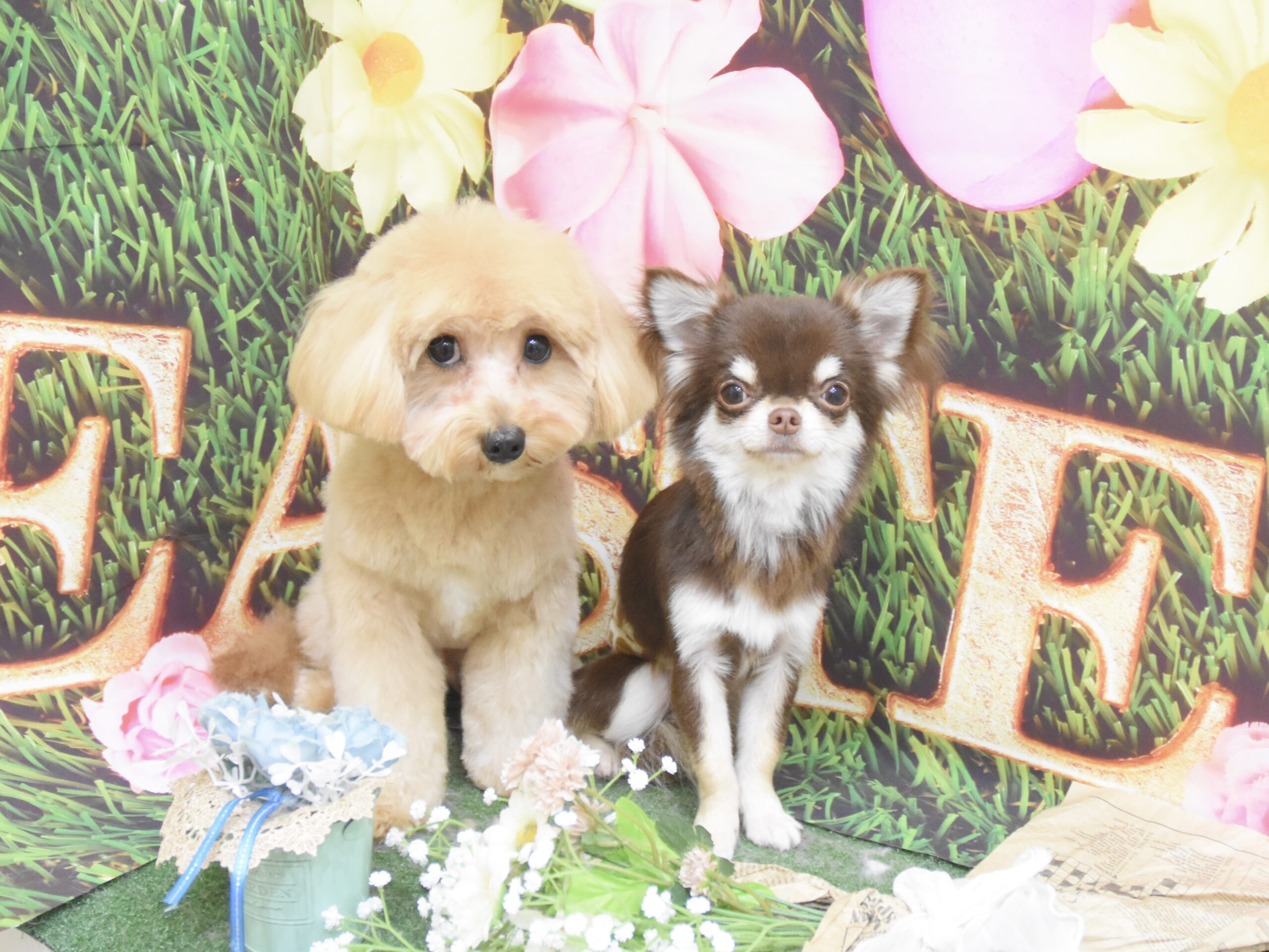 トイプードル・ミニピン・ミックス・チワワのシャンプーカット