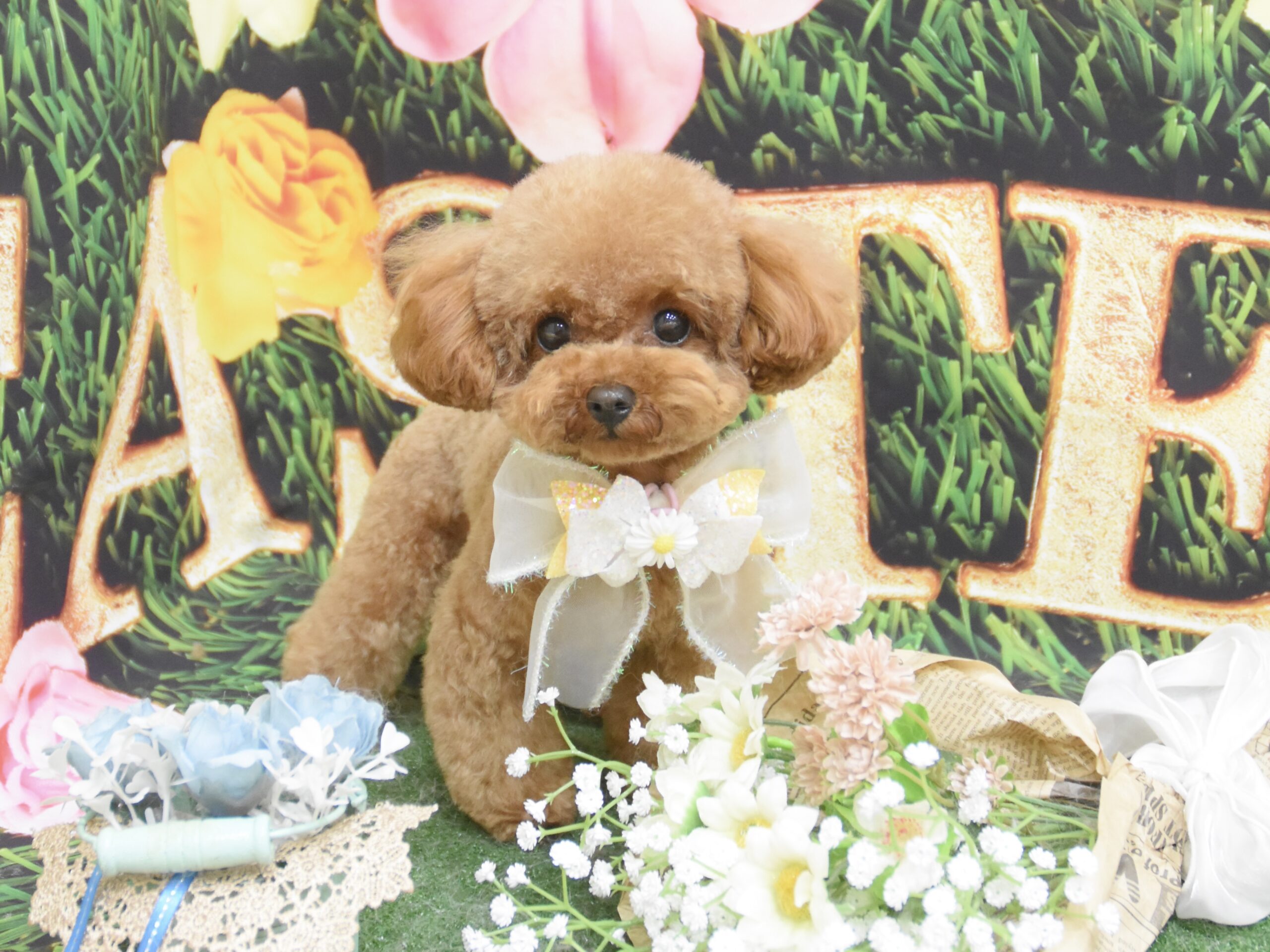 チワワ・プードル・ミックス・シュナウザー・ポメラニアン・チワワのシャンプーカット