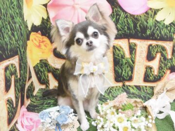 ポメラニアン・チワワ・トイプードル・ビションフリーゼ・シーズー・ミックスのシャンプーカット