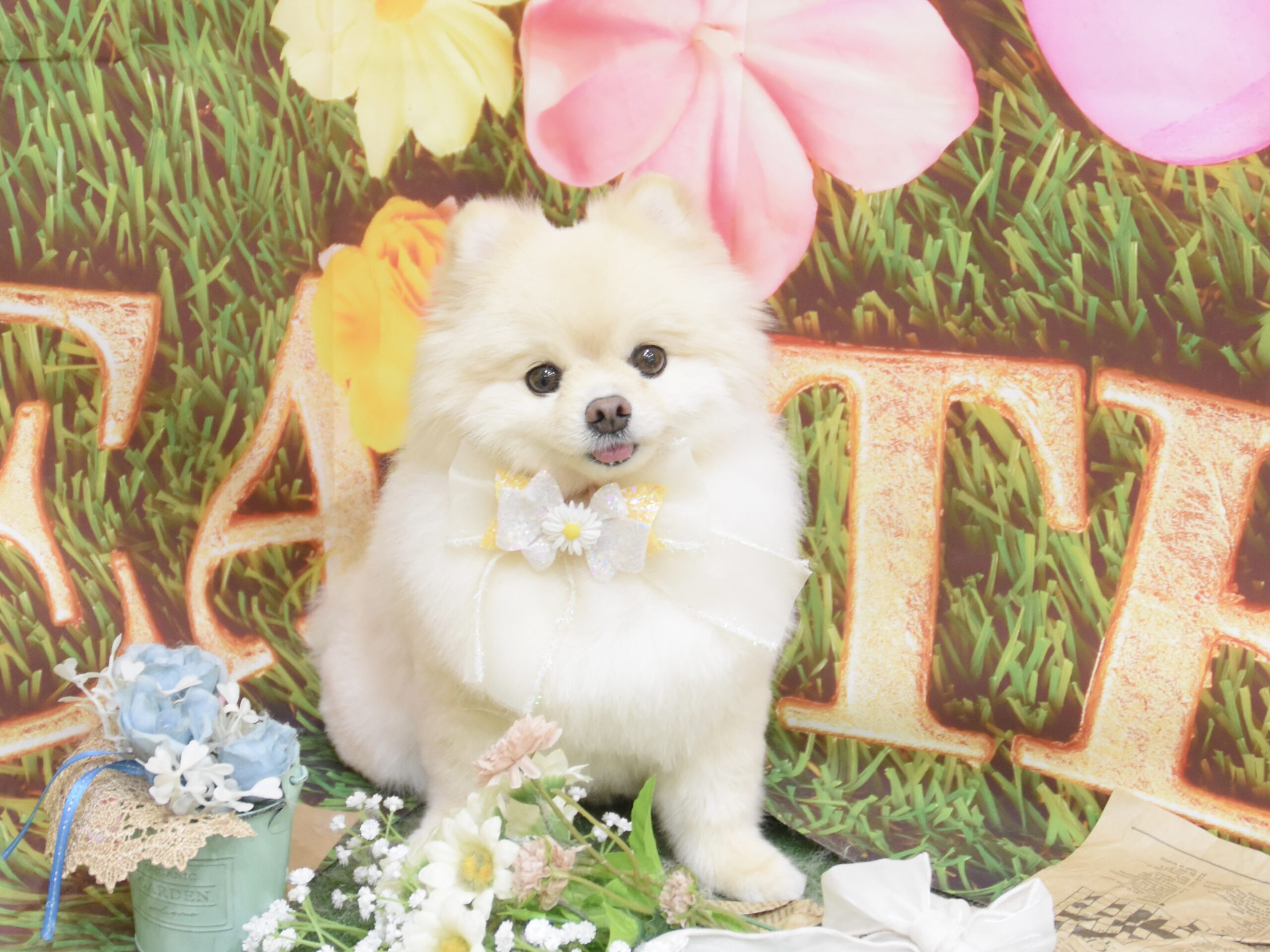 チワワ・ミックス・ポメラニアン・トイプードル・シーズーのシャンプーカット