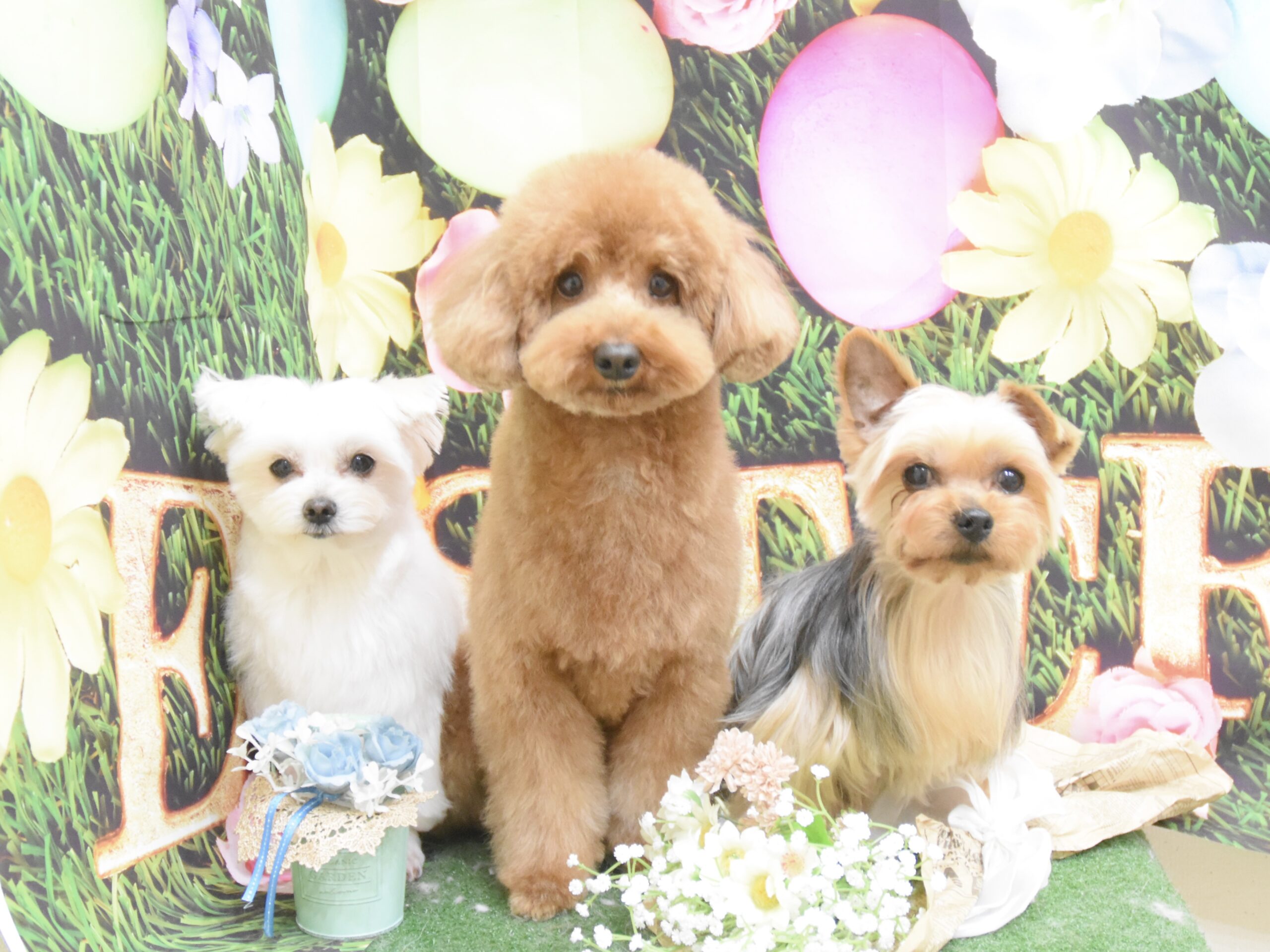 ヨーキー・トイプードル・マルチーズのシャンプーカット