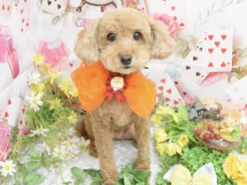 トイプードル・ミックス・チワワ・パピヨンのシャンプーカット
