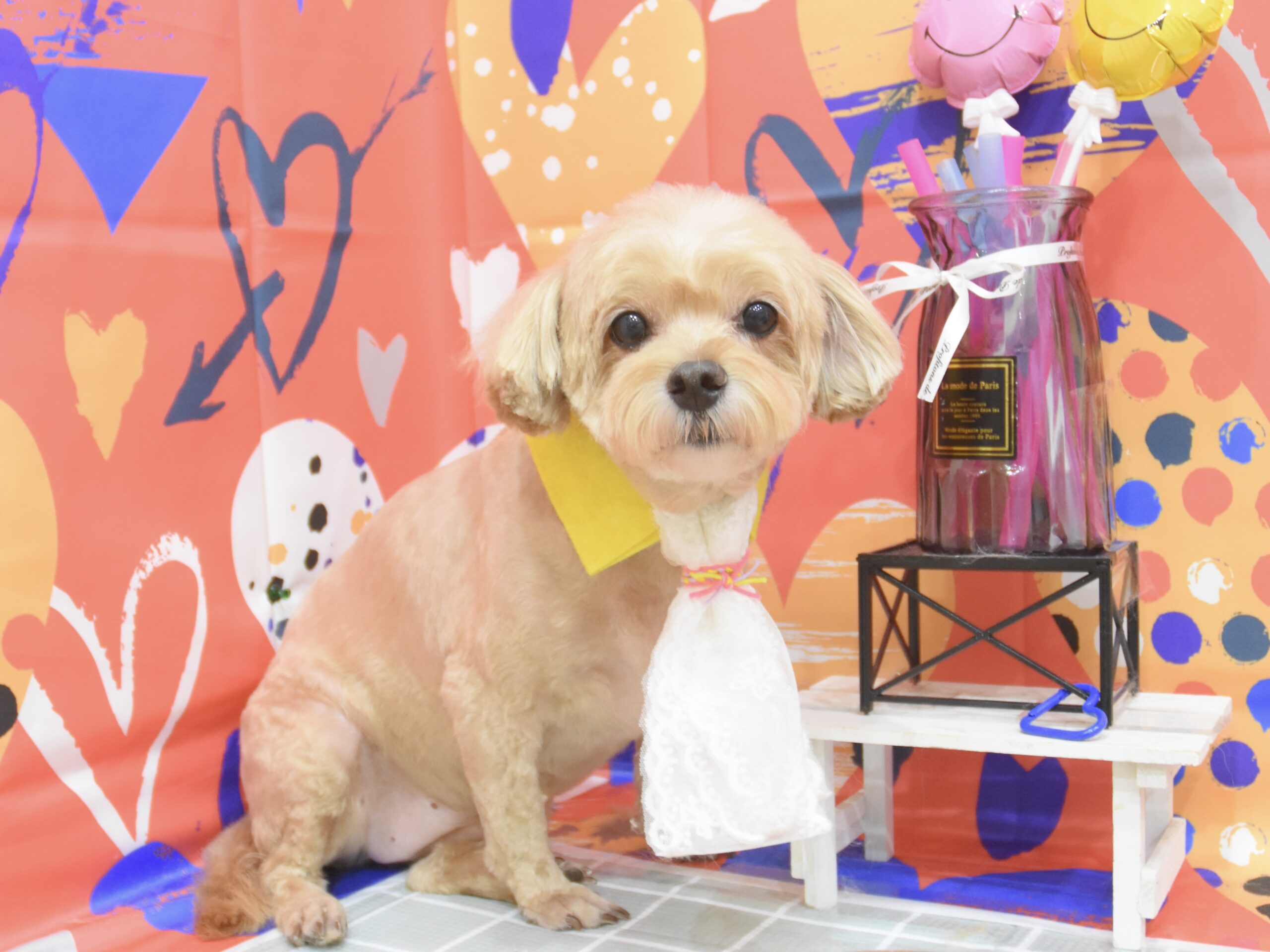 チワワ・ミックス・シュナウザー・トイプードルのシャンプーカット